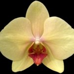 Double Spikes Phalaenopsis I-Hsin Darwin (4.5" pot)