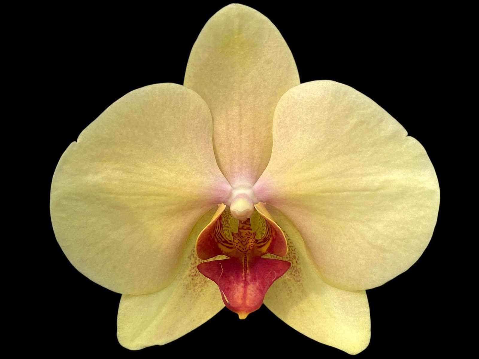 il_fullxfull.7760961912_7uqu.jpg Double Spikes Phalaenopsis I-Hsin Darwin (4.5" pot) - Image 1