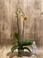 Double Spikes Phalaenopsis I-Hsin Darwin (4.5" pot) - Image 5