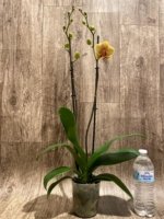 Double Spikes Phalaenopsis I-Hsin Darwin (4.5" pot) - Image 7