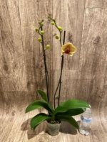 Double Spikes Phalaenopsis I-Hsin Darwin (4.5" pot) - Image 6