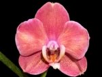 Double Spikes Phalaenopsis Large I-Hsin Fantasist ‘Peloric’ (3.5" pot)