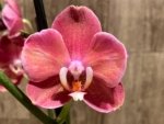 Double Spikes Phalaenopsis Large I-Hsin Fantasist ‘Peloric’ (3.5" pot) - Image 3