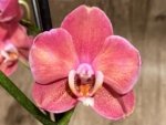 Double Spikes Phalaenopsis Large I-Hsin Fantasist ‘Peloric’ (3.5" pot) - Image 4