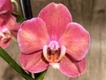 Double Spikes Phalaenopsis Large I-Hsin Fantasist ‘Peloric’ (3.5" pot) - Image 5