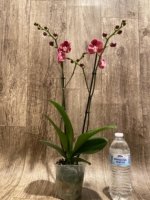 Double Spikes Phalaenopsis Large I-Hsin Fantasist ‘Peloric’ (3.5" pot) - Image 8