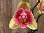 In Spikes Phalaenopsis Red Jujube Peloric (3.5” pot) - Image 4