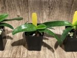 Paph. Quintals Yellowstone (thaianum x Charmingly Stoned) (2" pot) - Image 2