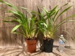Cymbidium White Flame (6" pot) - Image 3