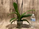 Double Spikes Phalaenopsis I-Hsin Darwin (4.5" pot) - Image 8