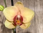 Double Spikes Phalaenopsis I-Hsin Darwin (4.5" pot) - Image 3