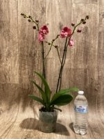 Double Spikes Phalaenopsis Large I-Hsin Fantasist ‘Peloric’ (3.5" pot) - Image 7