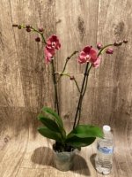 Double Spikes Phalaenopsis Large I-Hsin Fantasist ‘Peloric’ (3.5" pot) - Image 9