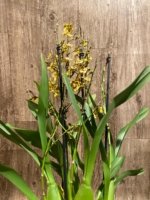 Quadruple Spikes with Multi-branches Colmanara  Honey Bee (3.5” pot) - Image 5