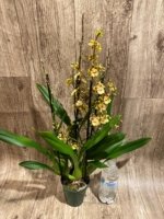 Quadruple Spikes with Multi-branches Colmanara  Honey Bee (3.5” pot) - Image 7