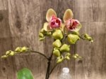 In Spikes Phalaenopsis Red Jujube Peloric (3.5” pot) - Image 6