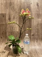 In Spikes Phalaenopsis Red Jujube Peloric (3.5” pot) - Image 10