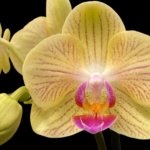 Double Spikes Phalaenopsis Charming Little Cute (3.5” Pot)