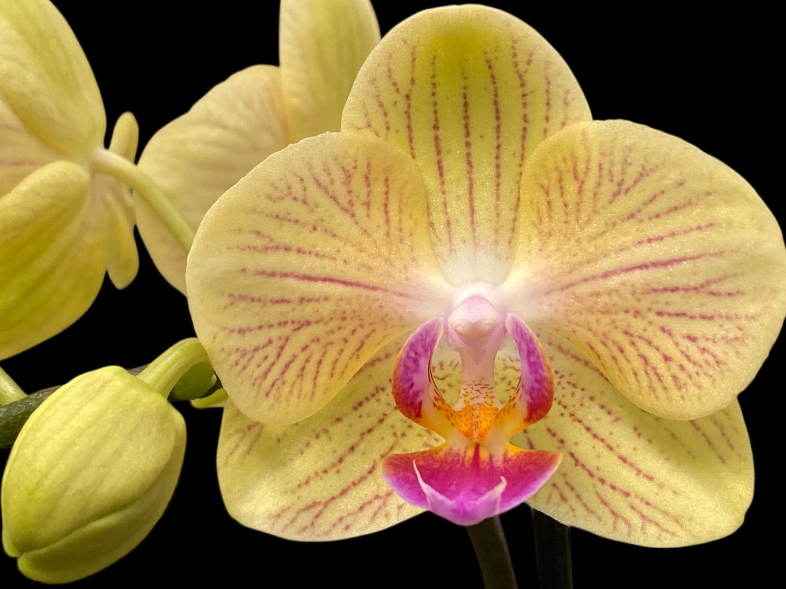 il_fullxfull.7809691340_3lzl.jpg Double Spikes Phalaenopsis Charming Little Cute (3.5” Pot) - Image 1