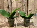 Double Spikes Phalaenopsis Charming Little Cute (3.5” Pot) - Image 7