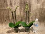 Double Spikes Phalaenopsis Charming Little Cute (3.5” Pot) - Image 4
