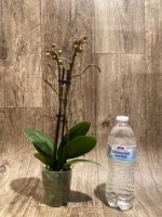 Double Spikes Phalaenopsis I-Hsin Little Raspberry (3.5” Pot) - Image 2