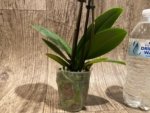 Double Spikes Phalaenopsis I-Hsin Little Raspberry (3.5” Pot) - Image 6