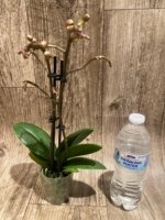 Double Spikes Phalaenopsis I-Hsin Little Raspberry (3.5” Pot) - Image 3