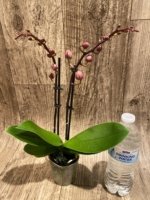 Double Spikes Phalaenopsis NOID (3.5" pot) - Image 3