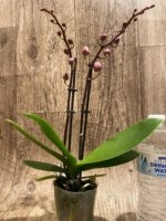 Double Spikes Phalaenopsis NOID (3.5" pot) - Image 2