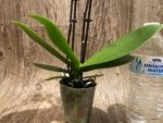 Double Spikes Phalaenopsis NOID (3.5" pot) - Image 5