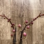 Double Spikes Phalaenopsis NOID (3.5" pot)