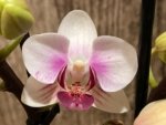 Double Spikes Phalaenopsis I-Hsin Butterfly Valley x I-Hsin Pink Stripes (3.5" pot) - Image 3