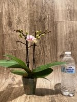 Double Spikes Phalaenopsis I-Hsin Butterfly Valley x I-Hsin Pink Stripes (3.5" pot) - Image 7