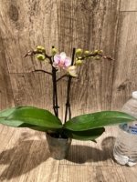 Double Spikes Phalaenopsis I-Hsin Butterfly Valley x I-Hsin Pink Stripes (3.5" pot) - Image 5