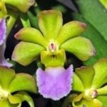 Vanda Kedah Bellah (3” Pot)