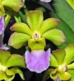 Vanda Kedah Bellah (3” Pot)