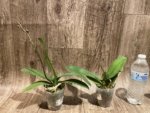 In Spike Phalaenopsis Yushan Fairy Go (2.5” Pot) - Image 2