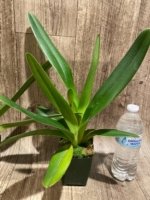 Paphiopedilum Quintal Wonder (dianthum alba x haynaldianum alba) Double Growths (3.5” Pot) - Image 5