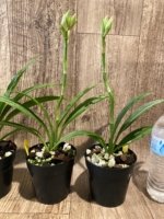 Phaius Lady Ramona Harris 'Looking you' (3.5” pot) - Image 5