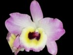 In Buds Fragrant - Dendrobium Lady Moon 'Romeo (4” pot)