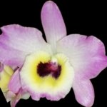 In Buds Fragrant - Dendrobium Lady Moon 'Romeo (4” pot)