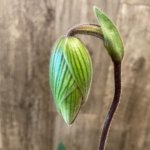 In Spike Paphiopedilum Maudiae lost tag (2" pot)