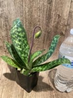 In Spike Paphiopedilum Maudiae lost tag (2" pot) - Image 3