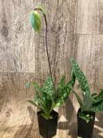 In Spike Paphiopedilum Maudiae lost tag (2" pot) - Image 4