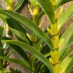 In Buds Fragrant - Dendrobium Peaceful Thinking Tall with Multi Canes (4.5” pot)