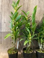 In Buds Fragrant - Dendrobium Peaceful Thinking Tall with Multi Canes (4.5” pot) - Image 8