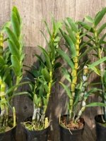 In Buds Fragrant - Dendrobium Peaceful Thinking Tall with Multi Canes (4.5” pot) - Image 7