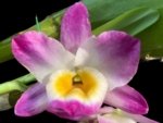 In Buds Fragrant - Dendrobium Bright Eye Tall with Multi Canes (4.5” pot) - Image 2