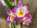 In Buds Fragrant - Dendrobium Bright Eye Tall with Multi Canes (4.5” pot) - Image 3